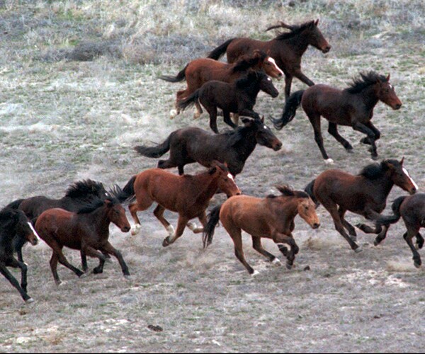 BLM Wild Horses Plan: Kill, Sell 44,000 to Protect Grasslands