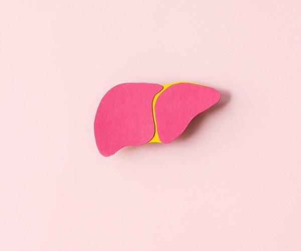 small pink model of liver