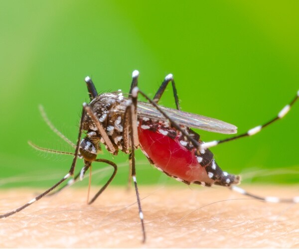 5 Ways to Stop Mosquito Bites From Itching