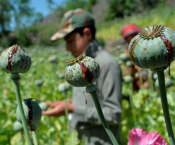 farmer picks opium sap