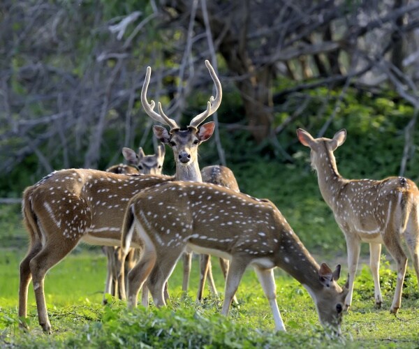 deer in a field