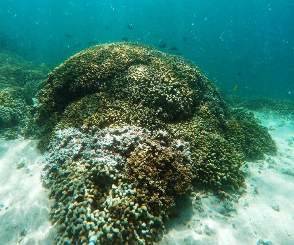 NASA Takes 23,000-Foot View of the World's Coral Reefs