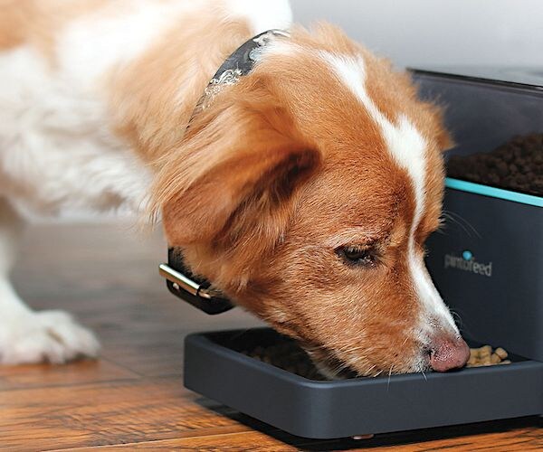 a dog buries its nose in a food bowl