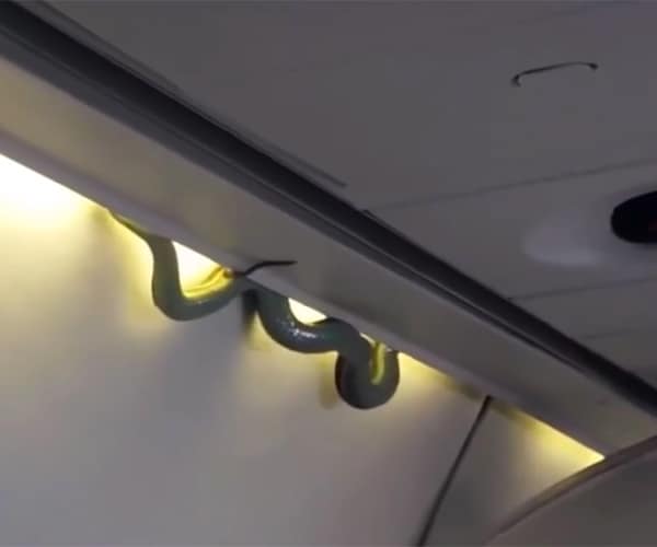 Snake on a Plane Frightens Travelers on Aeromexico Flight