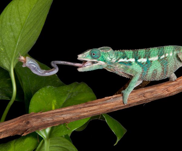 Smallest Chameleons Are Fastest Tongue-Hurlers, New Study Finds