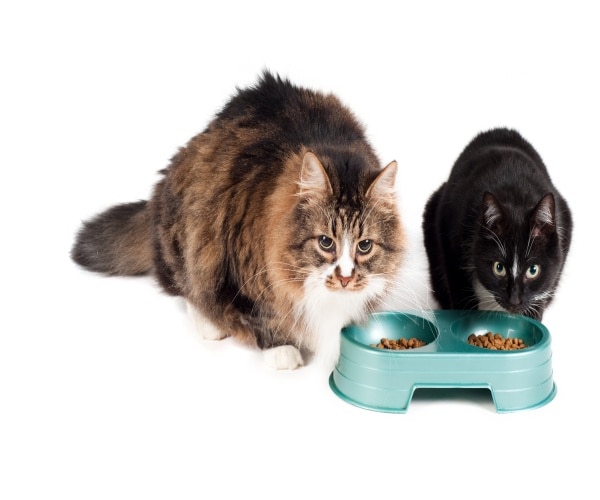 two cats eating from bowls, looking up at camera