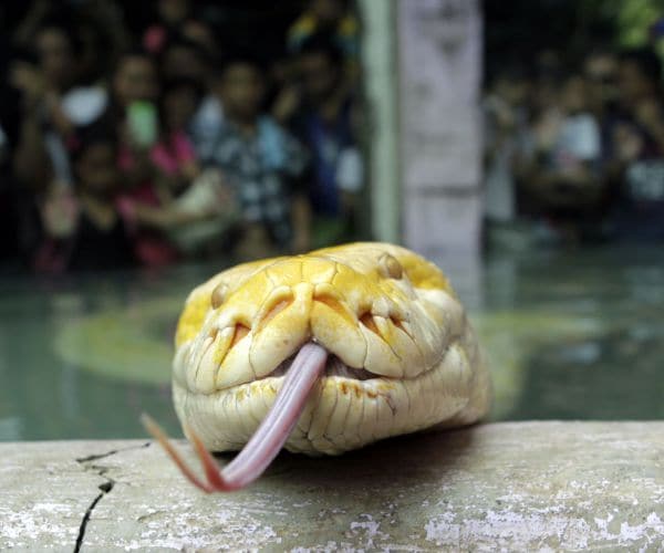 Angry Man in Sushi Restaurant Lets Loose 13-Foot Python