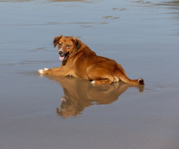 dog laying in water at beach