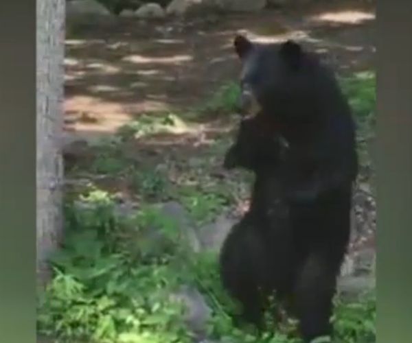 Upright Bear in NJ Wins New Fans With Continuing Bipedal Walkabout