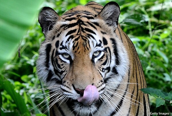 Bengal Tiger Snatches Fisherman From Boat as Children Watch