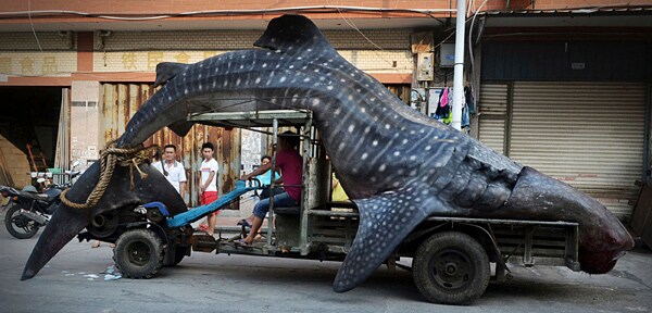 Massive Whale Shark Caught in China, Toted on Top of Tiny Truck