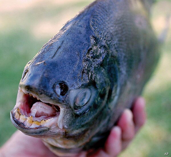 Pacu, Skinnydipping Men Don't Mix When the Fish Are Biting