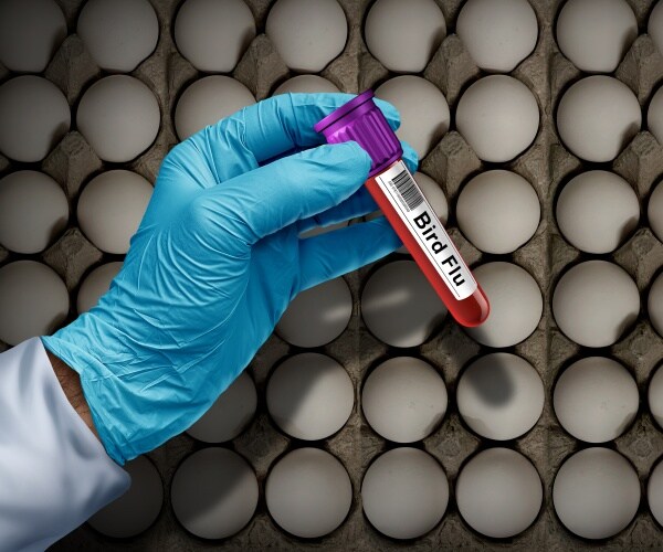 blood test positive for bird flu with eggs in background