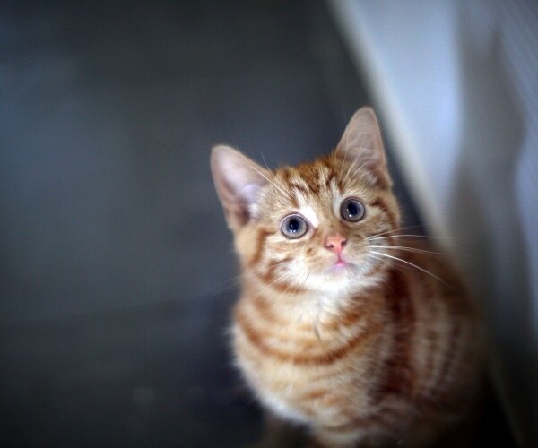 orange kitten looking up