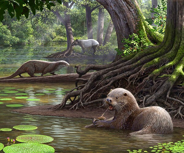 Extinct Giant Otter Was Powerful Predator, Scientists Say