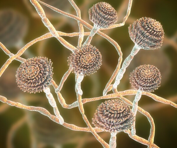 close up of fungi aspergillus