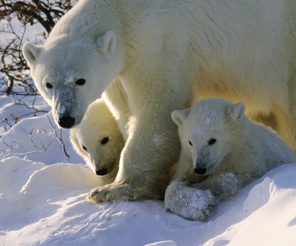 Meteorologists: Polar Bears Have Us Trapped on Island