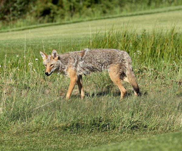 San Francisco Woman Wanted for Feeding Coyotes