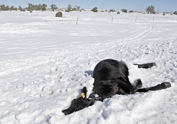 South Dakota Cattle Die By the Thousands in Blizzard, Ruining Ranchers