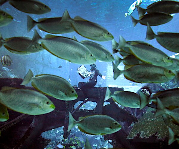 a school of fish swim with a diver in the water