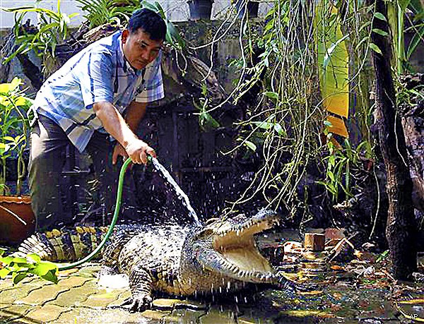 Crocodiles Guarding Thai Home Have Kept Thieves Away for Years