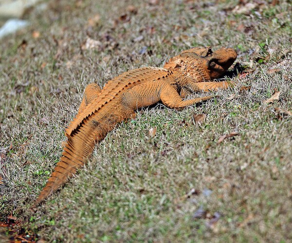 Orange Alligator, aka 'Trumpagator,' Spotted in South Carolina