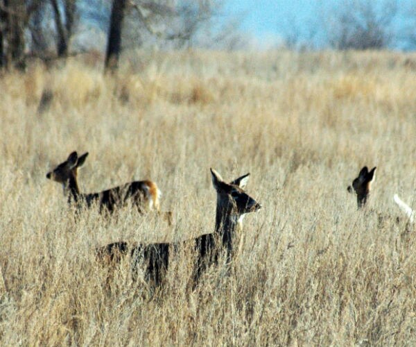 States Warn of Deer With Chronic Wasting Disease