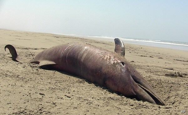 Dead Dolphins Litter Peru's Beaches, But Cause Still a Mystery