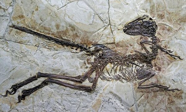 Zhenyuanlong Suni: Remains of Winged, Feathered Dino Found in China