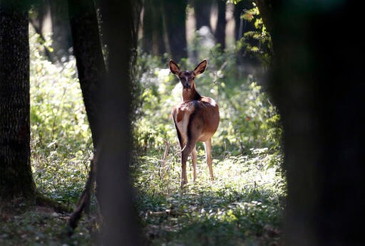 Hungary's Anti-migrant Fence Disrupts Wildlife Habitats