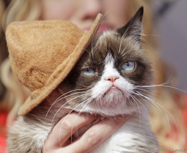 Grumpy Cat to Star in 'Worst Christmas Ever' Lifetime Movie