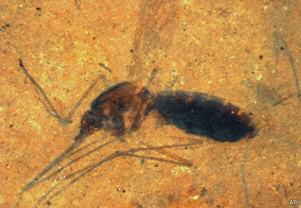 Rare Mosquito Fossil Shows Female's Blood-filled Belly