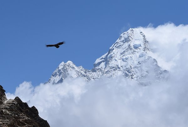 a vulture flies by as mount everest in the himalayan mountains peeks through puffy white clouds