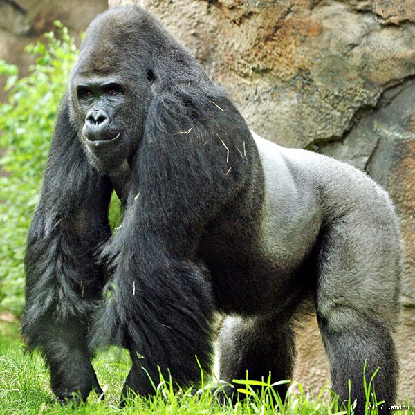 Patrick the 'Sexist' Gorilla Booted at Dallas Zoo for Behavioral ...