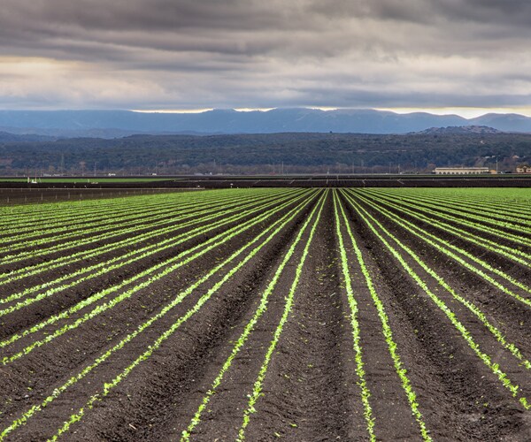 Lettuce Shortage Caused by Weather Woes Drives up Prices