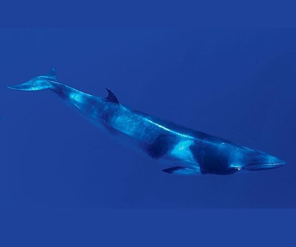 Mariana Trench Baleen Whale Calls From Earth's Deepest Spot