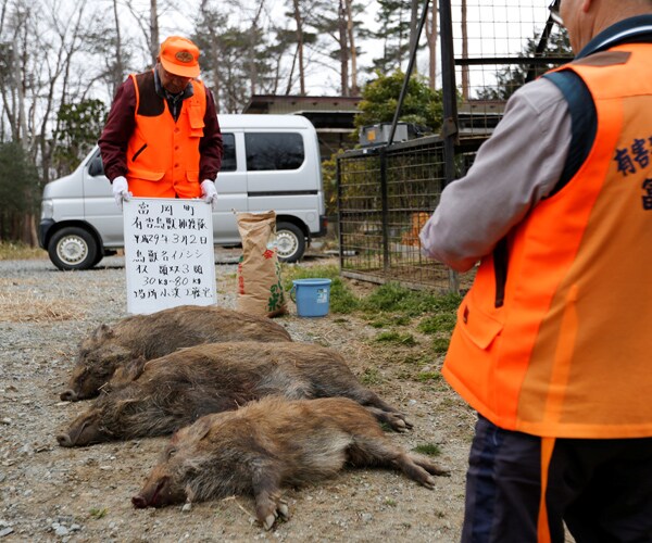 Radioactive Boars Pose Risk in Towns Near Fukushima Nuclear Plant