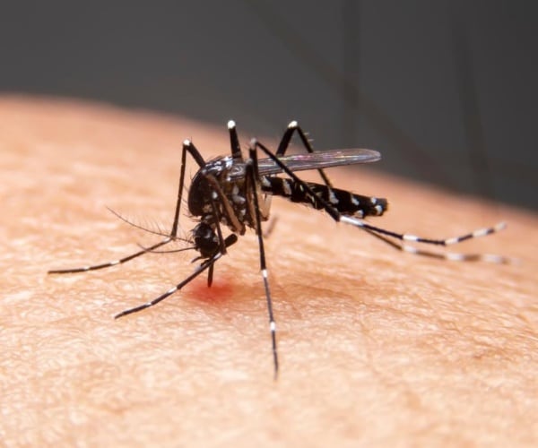 close up of mosquito biting a person