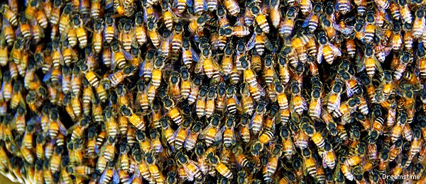 40,000 Bees in Bedroom Wall Get a Buzz Cut in Utah