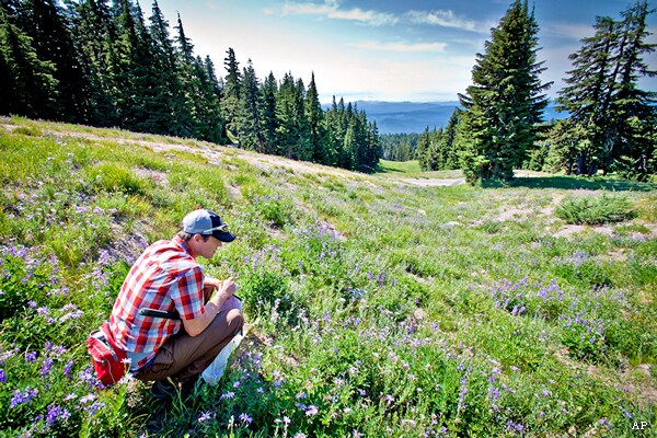 Rare Bumblebees Found on Mount Hood  Decades After Vanishing