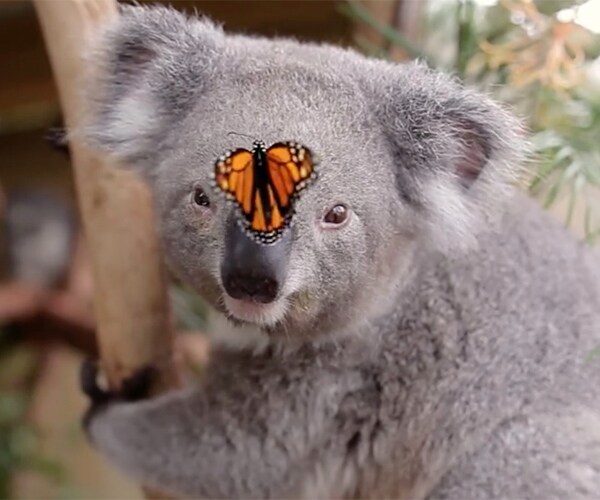 Koala Joey's Butterfly Encounter Cutely Timed for Now-Viral Film