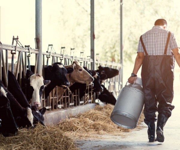 dairy farm worker walking by dairy cows with container that holds milk