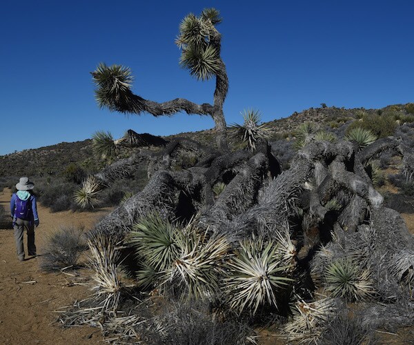 Joshua Tree Fire Damages California Landmark