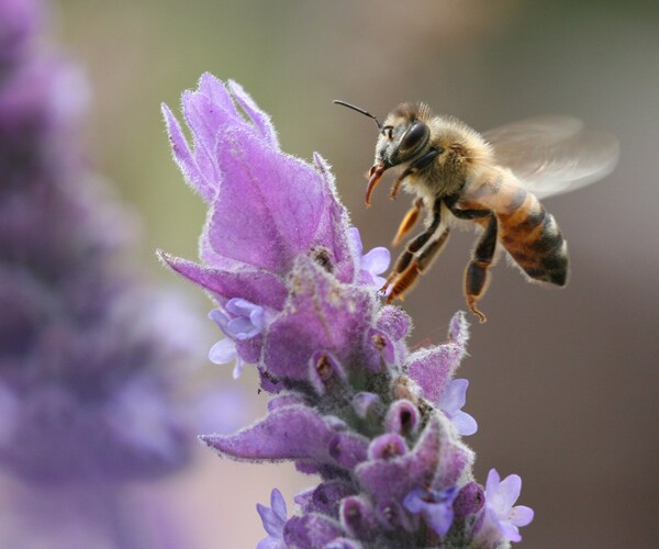 Neonic Pesticides Swat Bees Trying to Pollinate English Crops