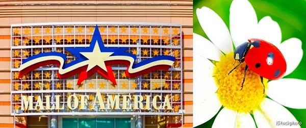 72,000 Ladybugs Inside Mall of America Are Green Pesticide