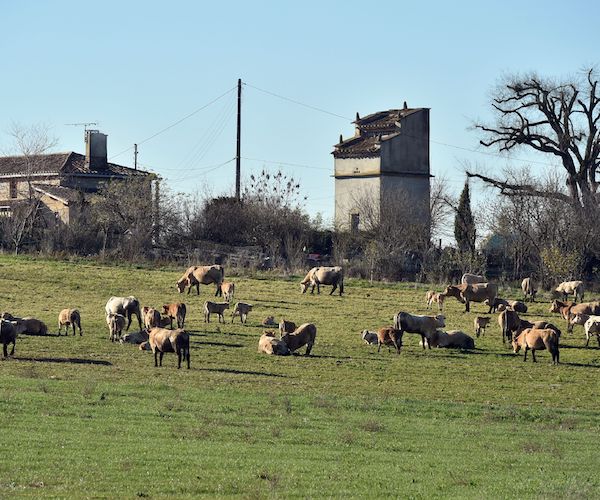 California Moves to Regulate Cow Burps