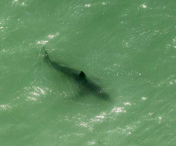 15 Great White Sharks in California Get Too Near People