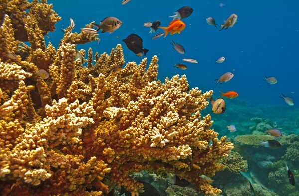 Corals Adapt to Warmer Oceans, New Study Discovers