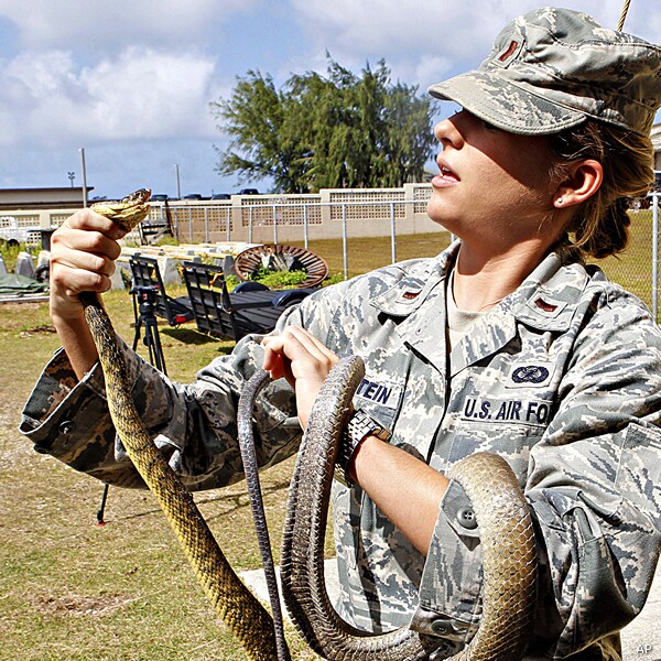 Mice Airdropped on Guam Full of Toxin To Kill Brown Tree Snakes