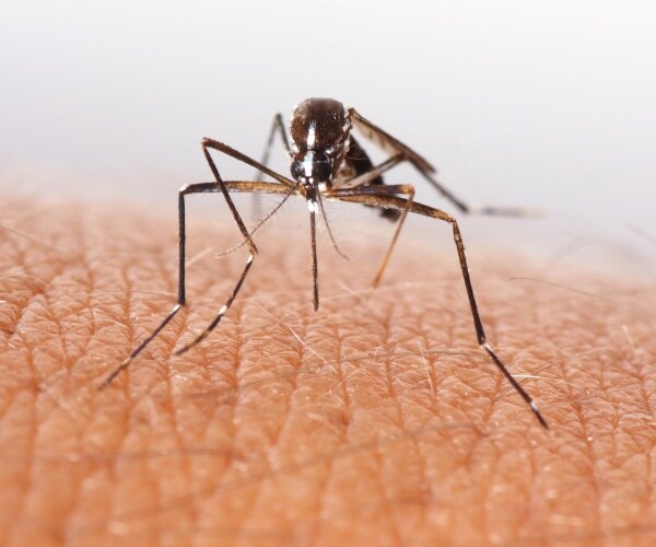 closeup of a mosquito biting skin